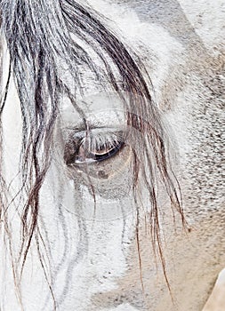 Eye of purebred Andalusian white horse closeup photo