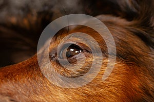 Eye of red dachshund close up, dog eye macro