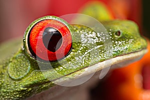 The eye of a red eyed tree frog