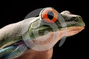 Eye of the red eyed tree frog