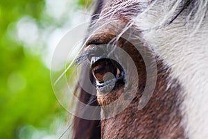 Eye of red horse closeup