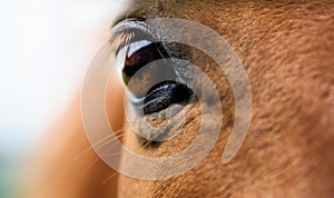 Eye of red horse closeup photo