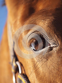 Eye of red horse closeup at blue sky