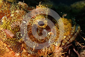 The eye of a reef scorpionfish