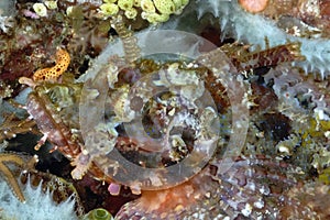 The eye of a reef scorpionfish