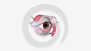 Eye Regional Anatomy