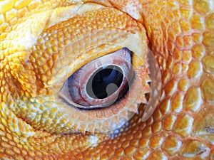 Eye of reptile lizard bearded dragon detail