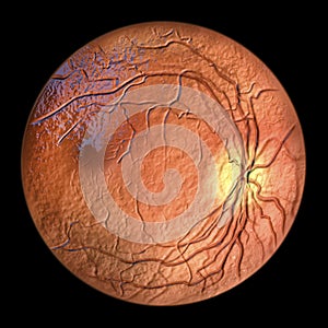 Eye retina, 3D illustration