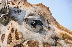 Eye of the Rothschild`s giraffe