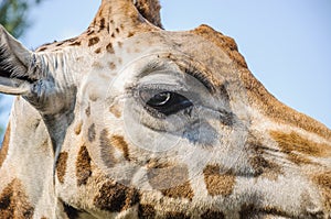 Eye of the Rothschild`s giraffe