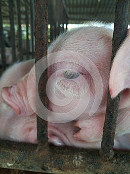 Eye`s piglet.