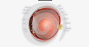 The Eye Sagittal Cross Section