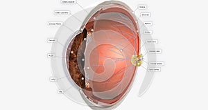 The Eye Sagittal Cross Section