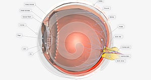 The Eye Sagittal Cross Section
