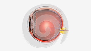 Eye Sagittal Cross Section