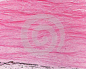 Eye sclera. Collagen fibers