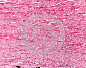 Eye sclera. Collagen fibers