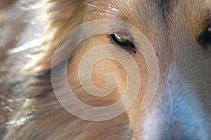 Eye of a Sheltie photo