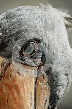 Eye of Shoebill,Balaeniceps rex, also known as whalehead. Large tall bird lives in tropical east Africa.It has huge, bulbous bill