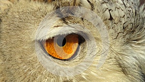 Eye of Siberian Eagle Owl
