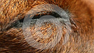 The eye of a slumbering dog close up.