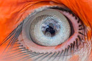Eye of the Southern Ground Hornbill