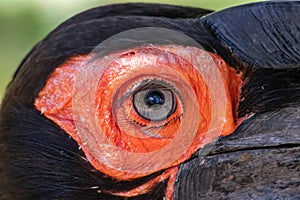 The eye of southern ground hornbill (Bucorvus leadbeateri formerly known as Bucorvus cafer),