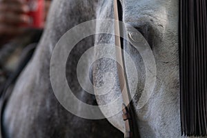 The eye of a spanish horse in Doma Vaquera photo