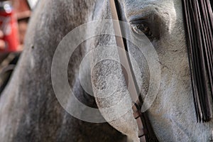The eye of a spanish horse in Doma Vaquera photo