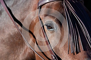 The eye of a spanish horse in Doma Vaquera