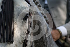 The eye of a spanish horse in Doma Vaquera photo