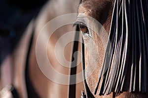 The eye of a spanish horse in Doma Vaquera photo