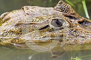 Eye of a spectacled caiman - Caiman crocodilus