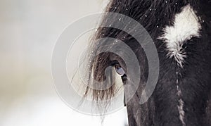 Eye of a sporting horse closeup.