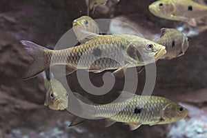 Eye-spot barb fish in aquarium. Wildlife animal