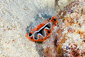 Eye spot sea slug