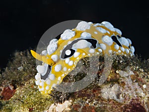 Eye spot sea slug