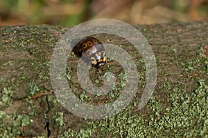 Eye-spotted Lady Beetle - Anatis mali photo