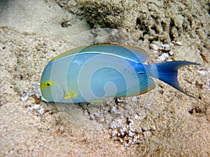 Eye Stripe Surgeon Fish Palani