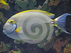 eye stripe surgeonfish photo