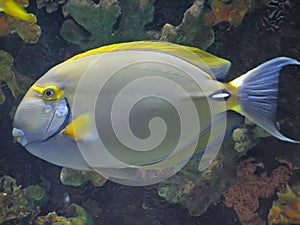 eye stripe surgeonfish