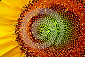 Eye of Sunflower