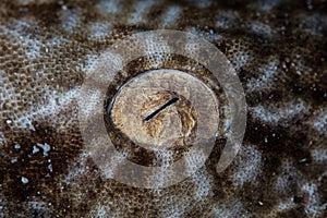 Eye of Tasseled Wobbegong Shark