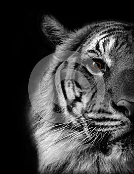 Eye of the Tiger