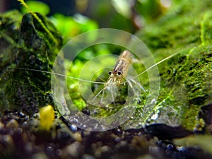 Eye to eye with an amano shrimp