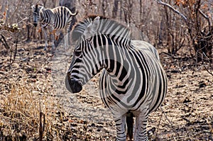 Eye to Eye with a Female Zebra