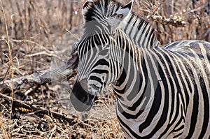 Eye to Eye with a Female Zebra