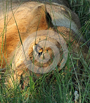 Eye to Eye with a Lion in the Grass