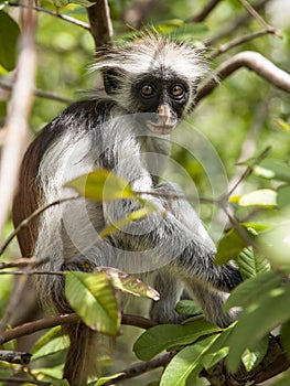 Eye to Eye with a Zanzibar Red Colobus Monkey