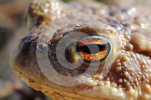 The eye of a toad